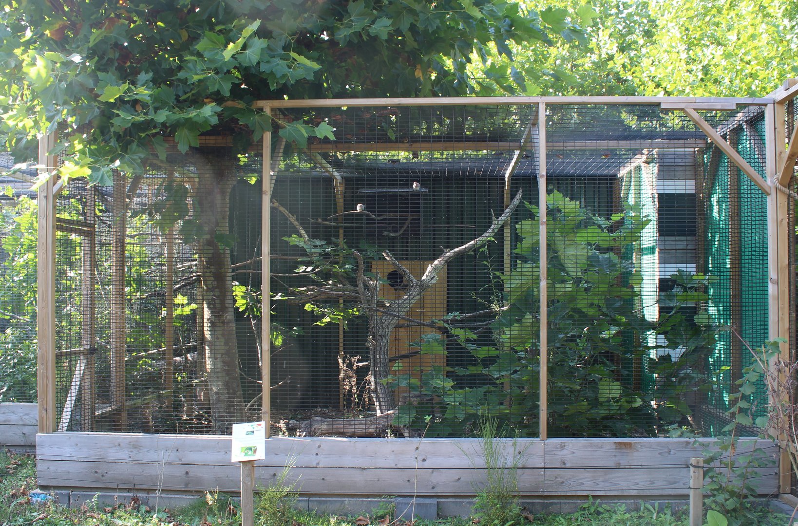 Aviary Laughing dove