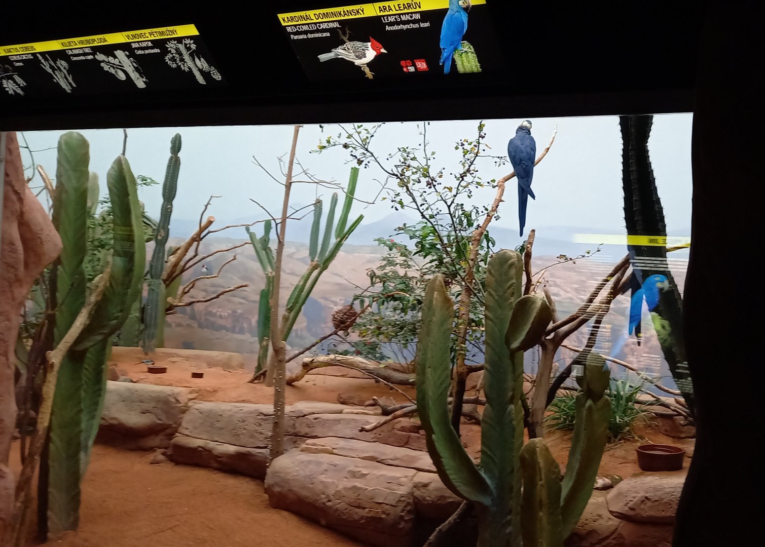 Aviary Lear's macaw and Red-cowled cardinal