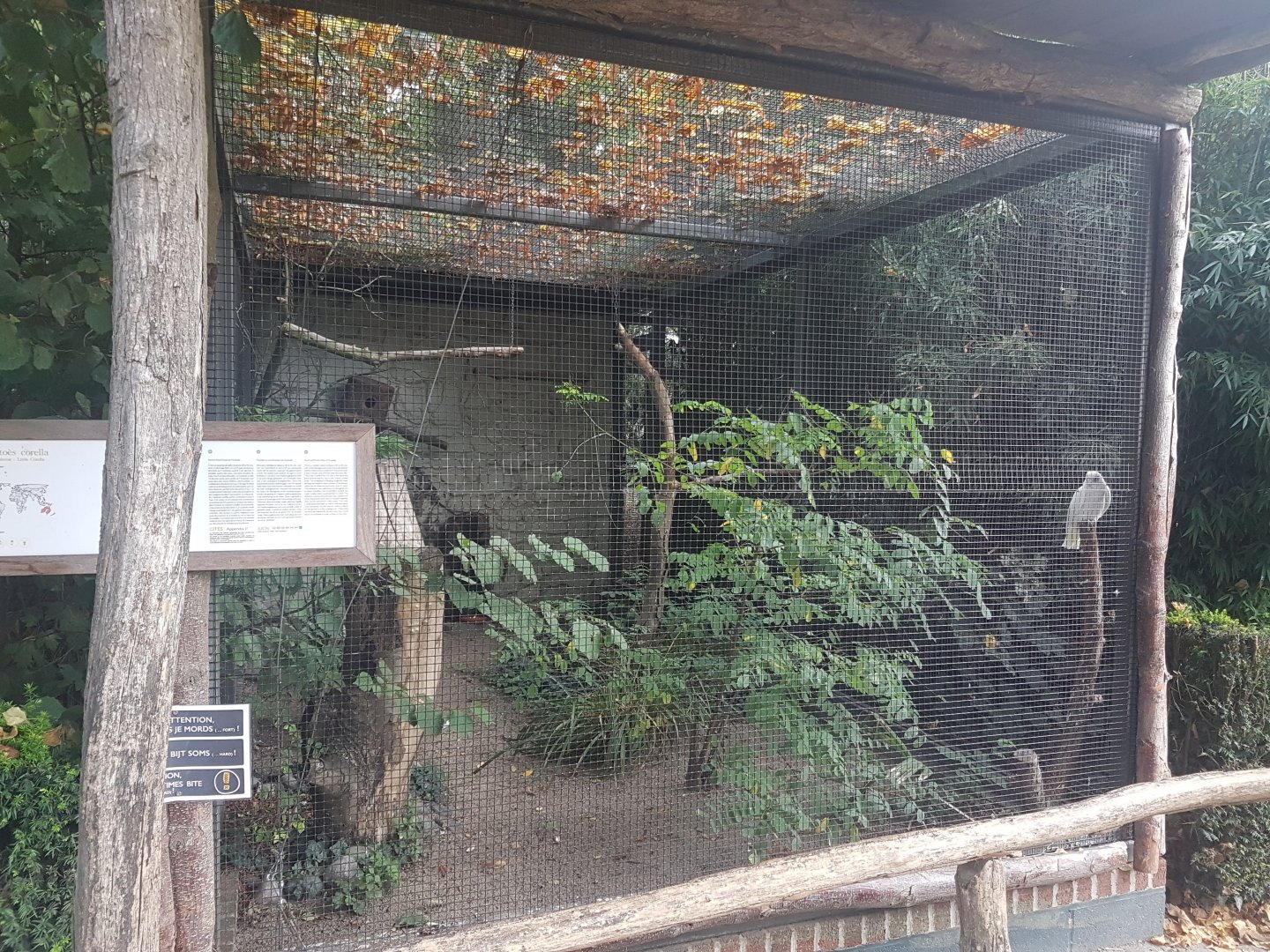 Aviary Little corella