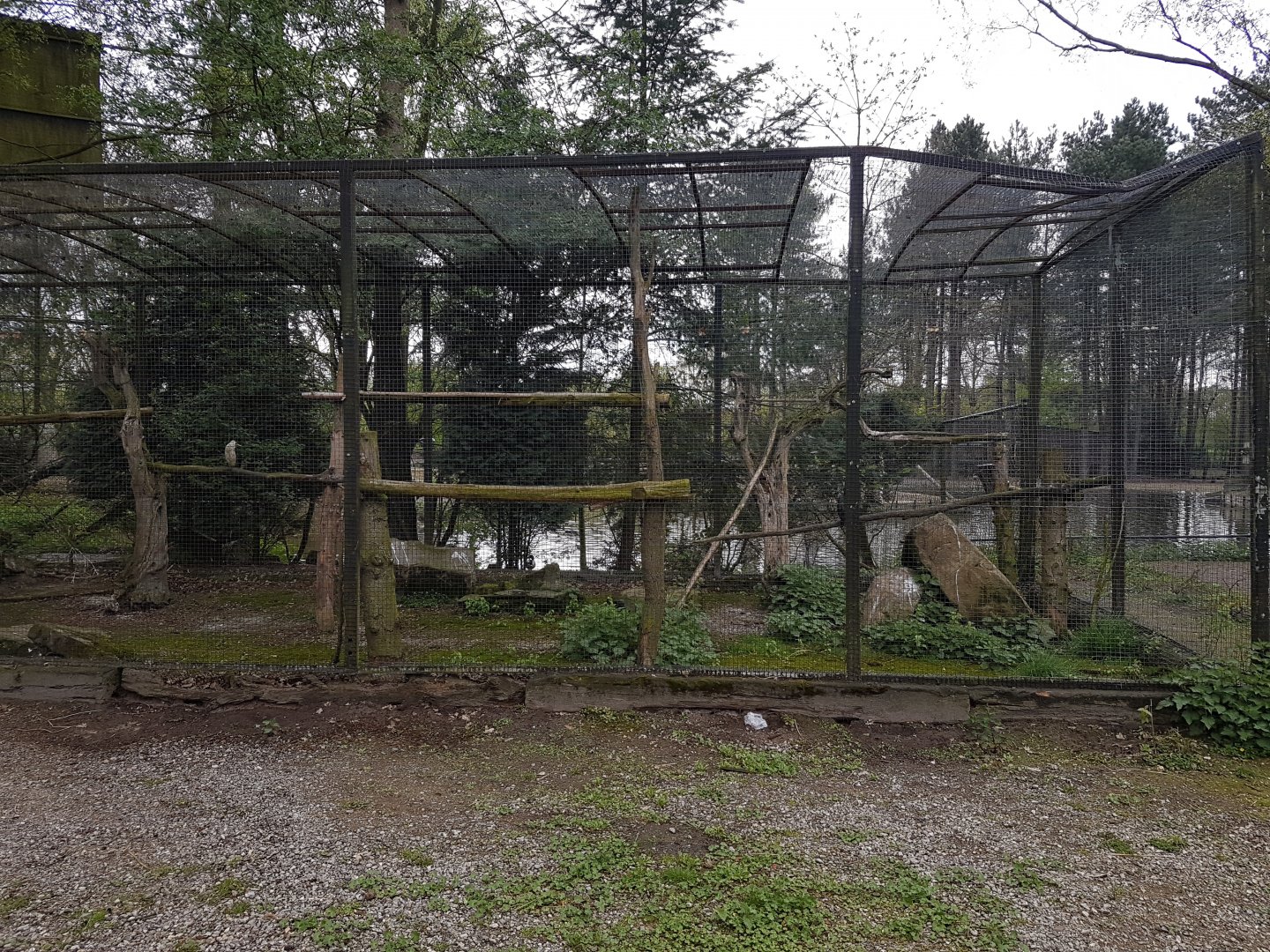 Aviary Little pied cormorant