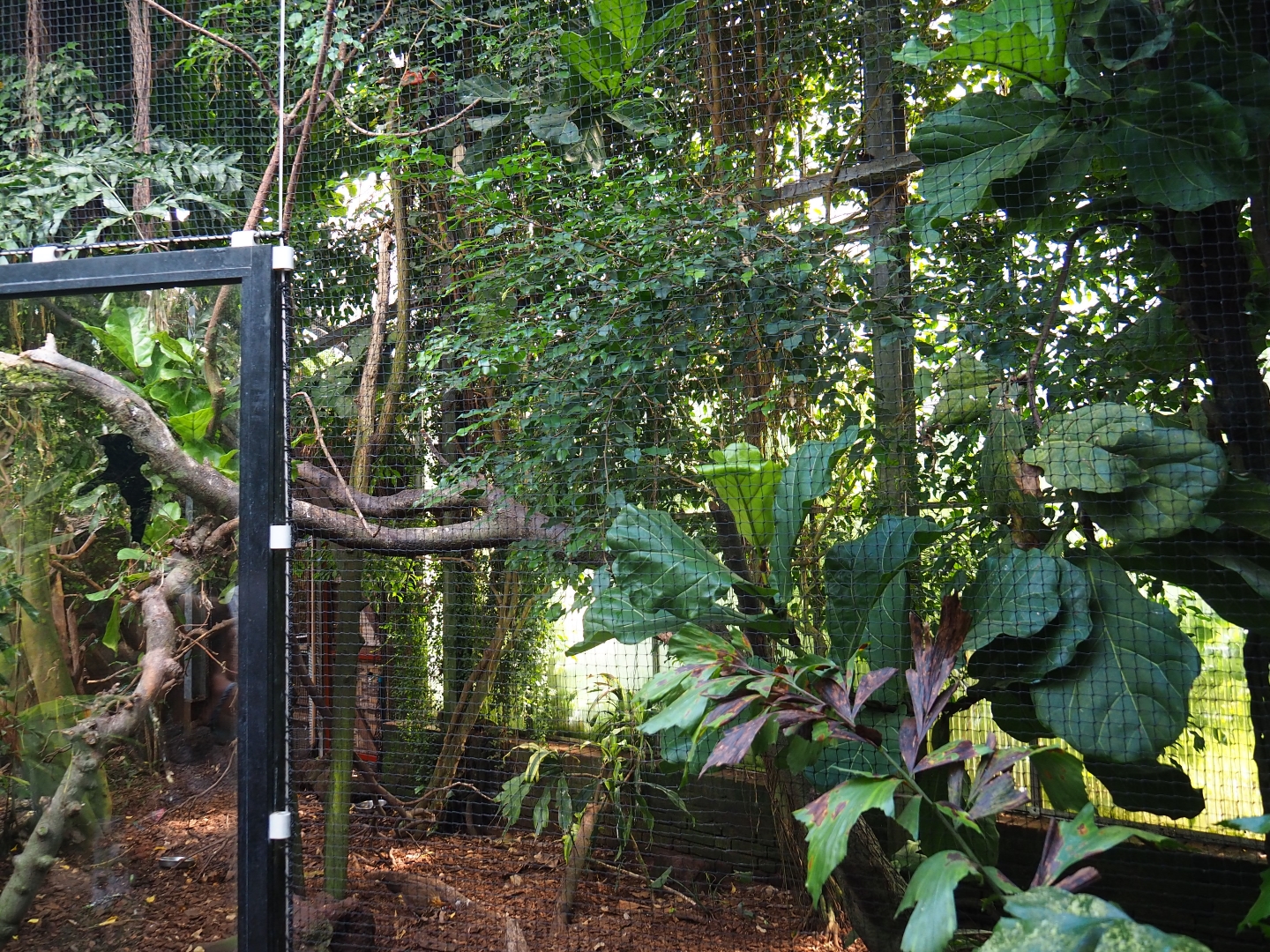 Aviary Luzon rufous hornbill - Red junglefowl (Sep 2nd, 2018)