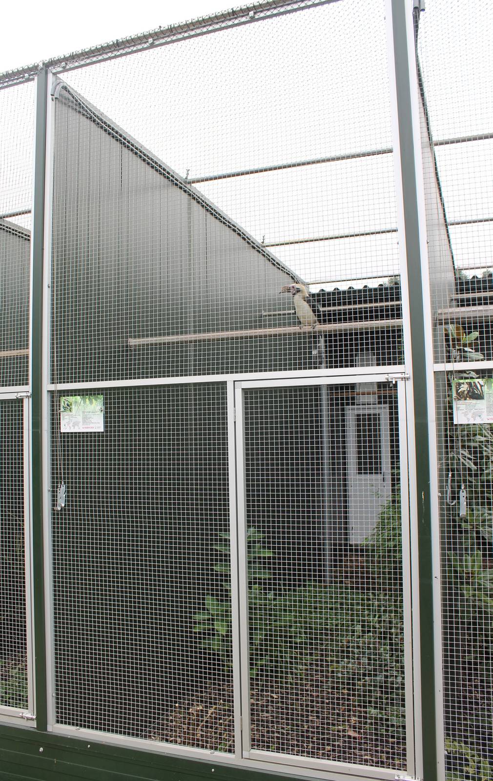 Aviary Luzon tarictic hornbill