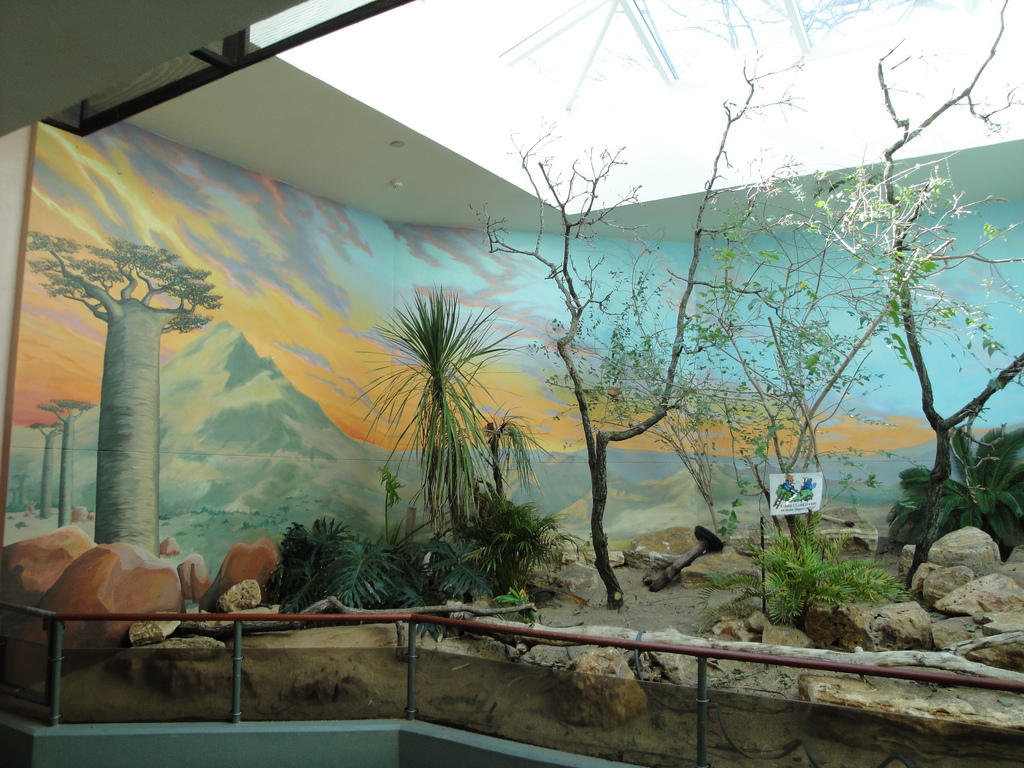 Aviary - Madagascar Exhibit