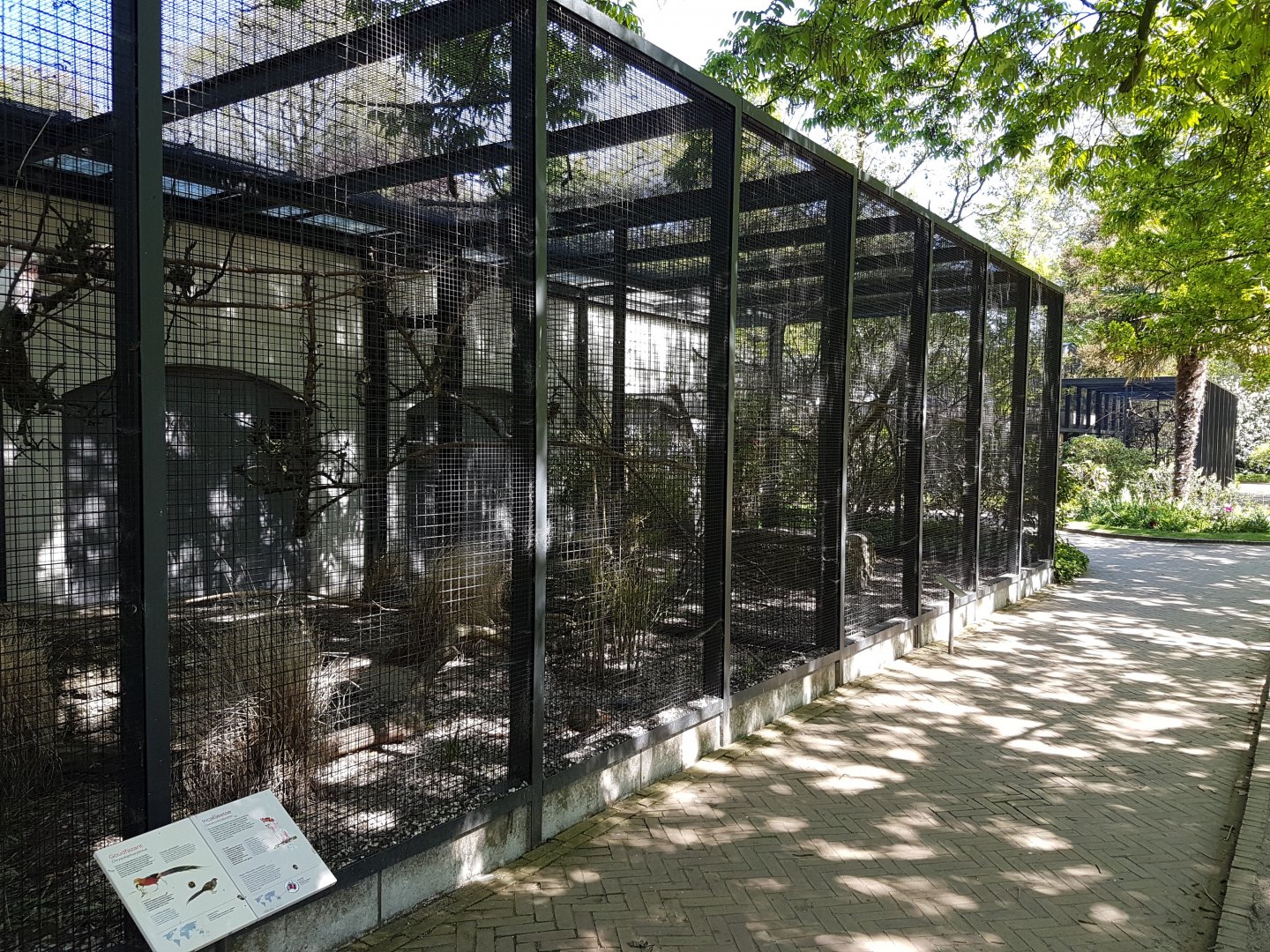 Aviary Major Mitchell's cockatoo and Golden pheasant