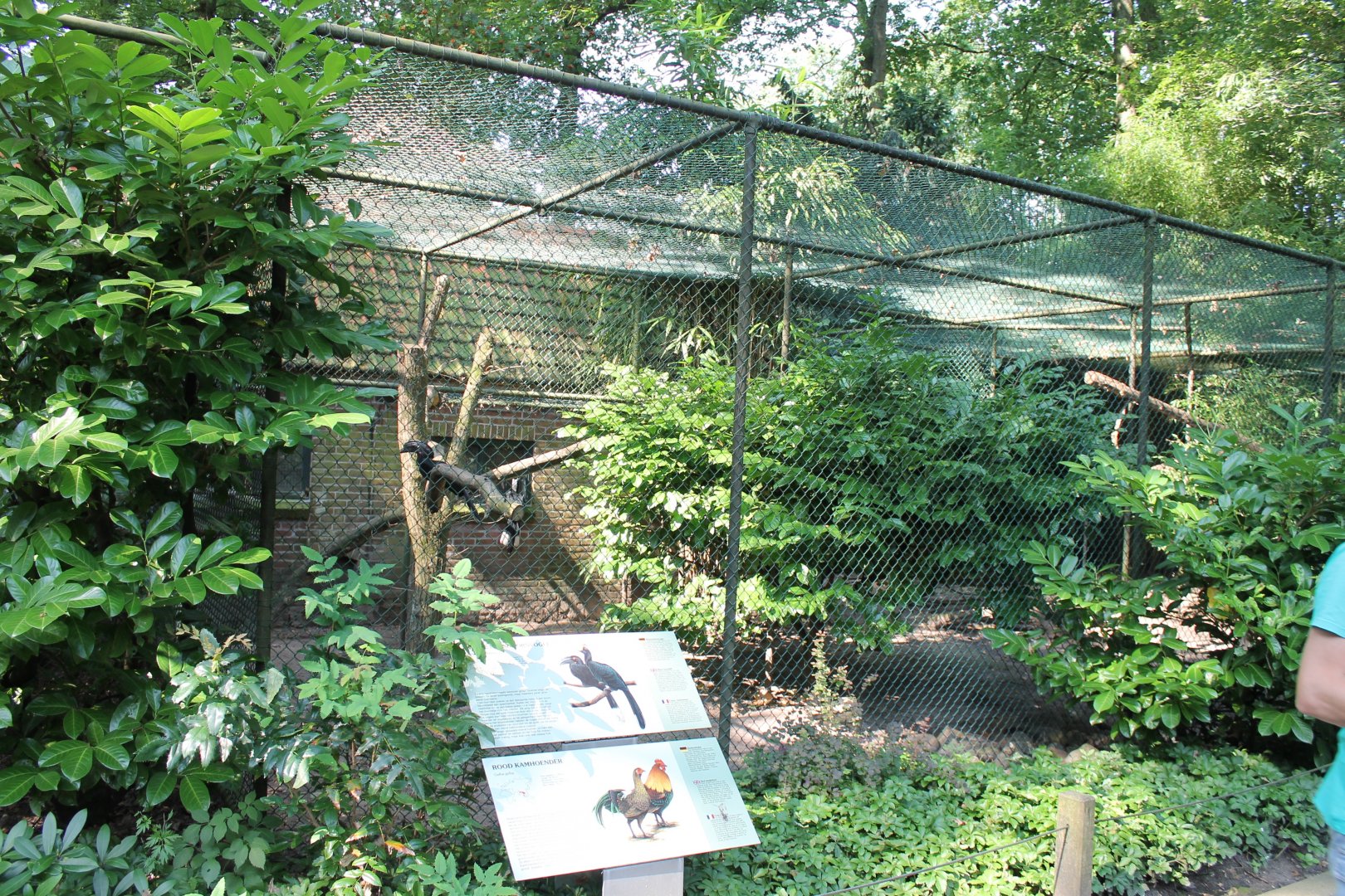Aviary Malayan black hornbill - Red junglefowl