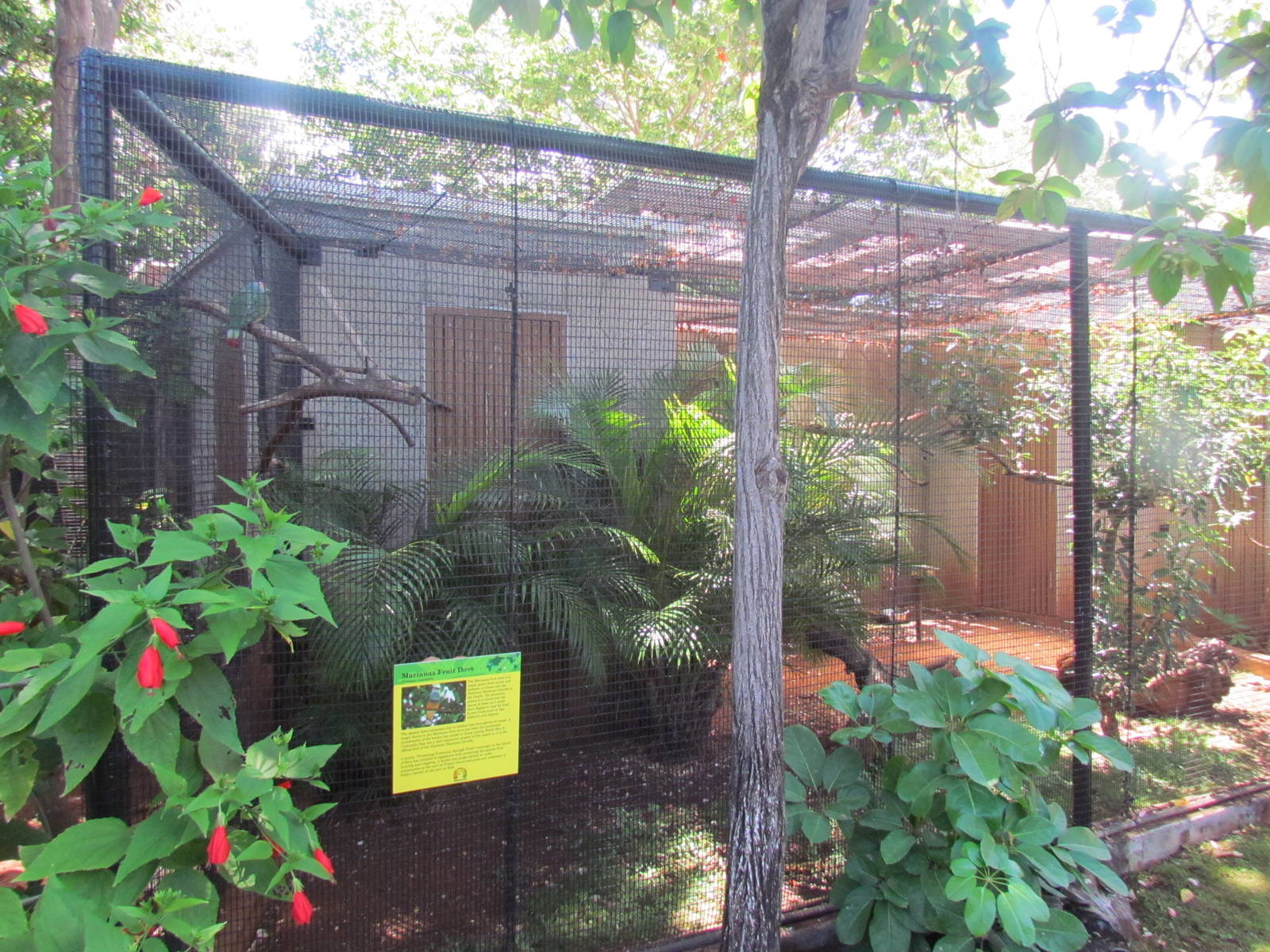 Aviary - Mariana Fruit Dove