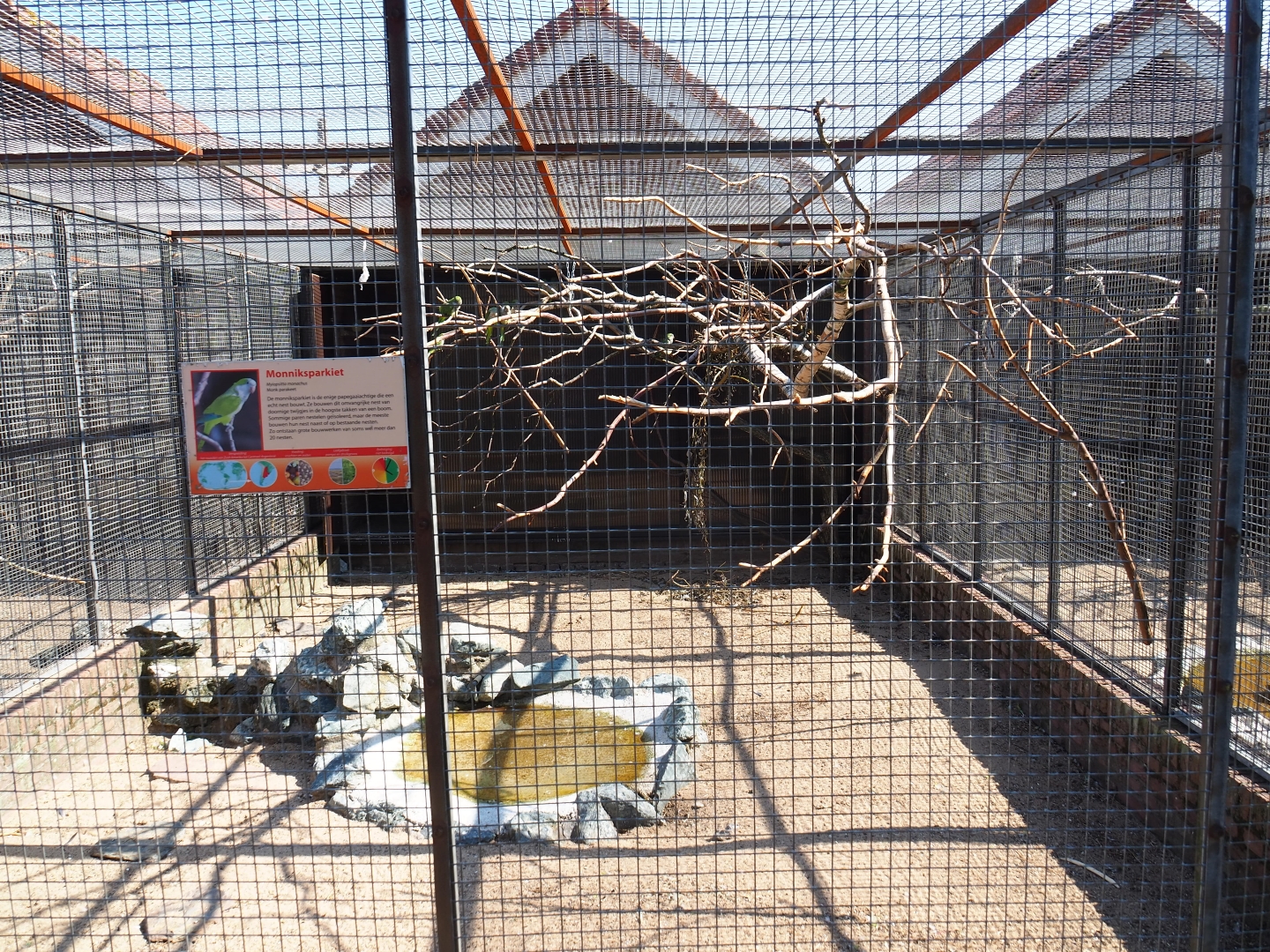 Aviary monk parakeet (Sep 2nd, 2018)