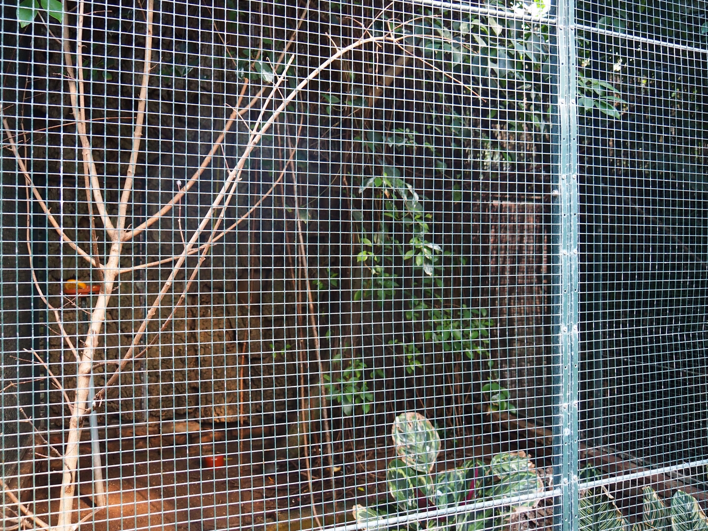 Aviary Montserrat oriole - Asian blue quail (Sep 2nd, 2018)