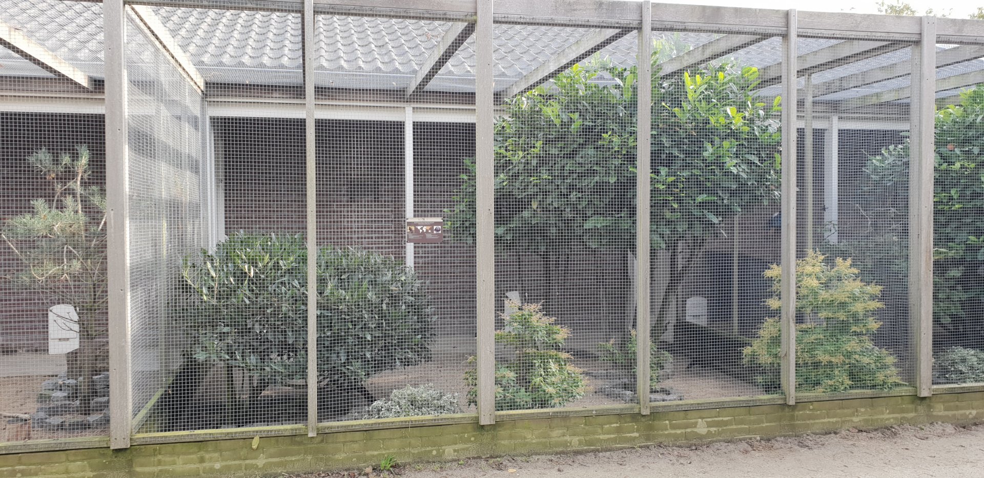 Aviary Mountain peacock-pheasant