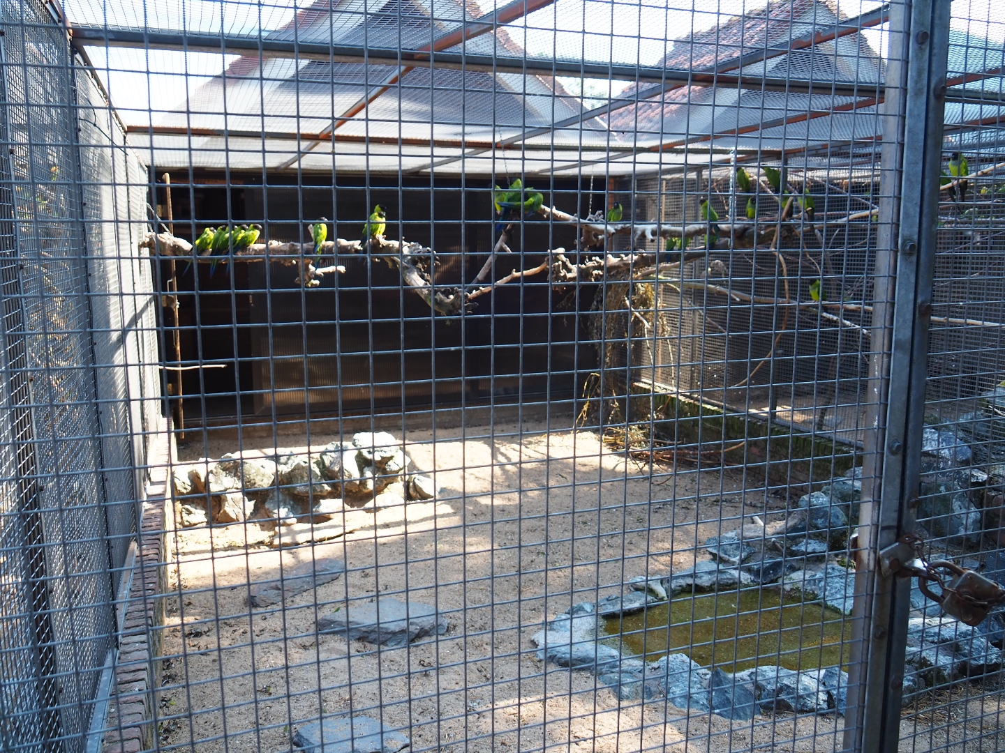 Aviary Nanday conure (Sep 2nd, 2018)