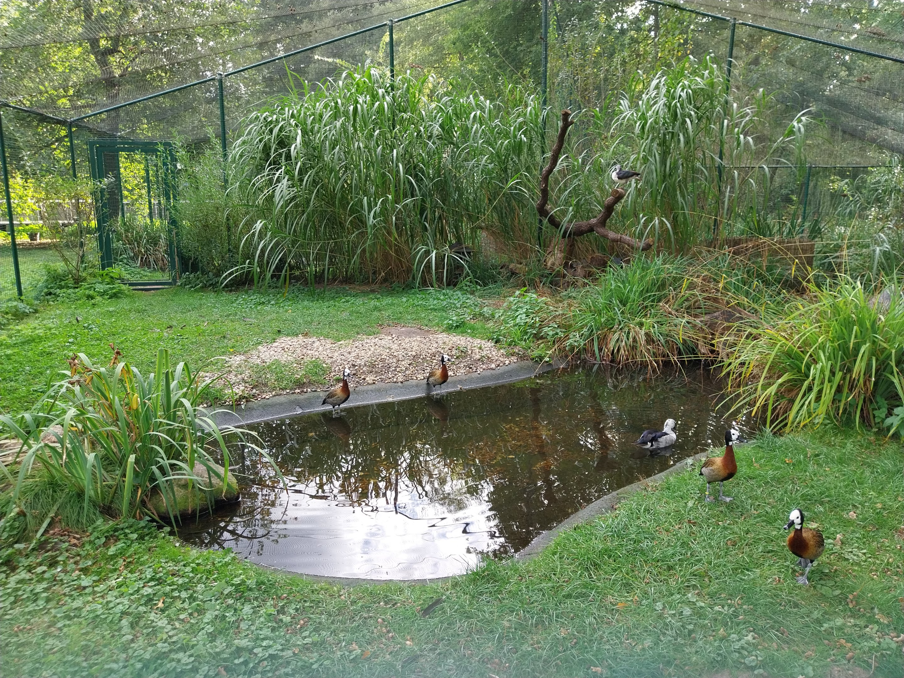 Aviary near Goose Meadow