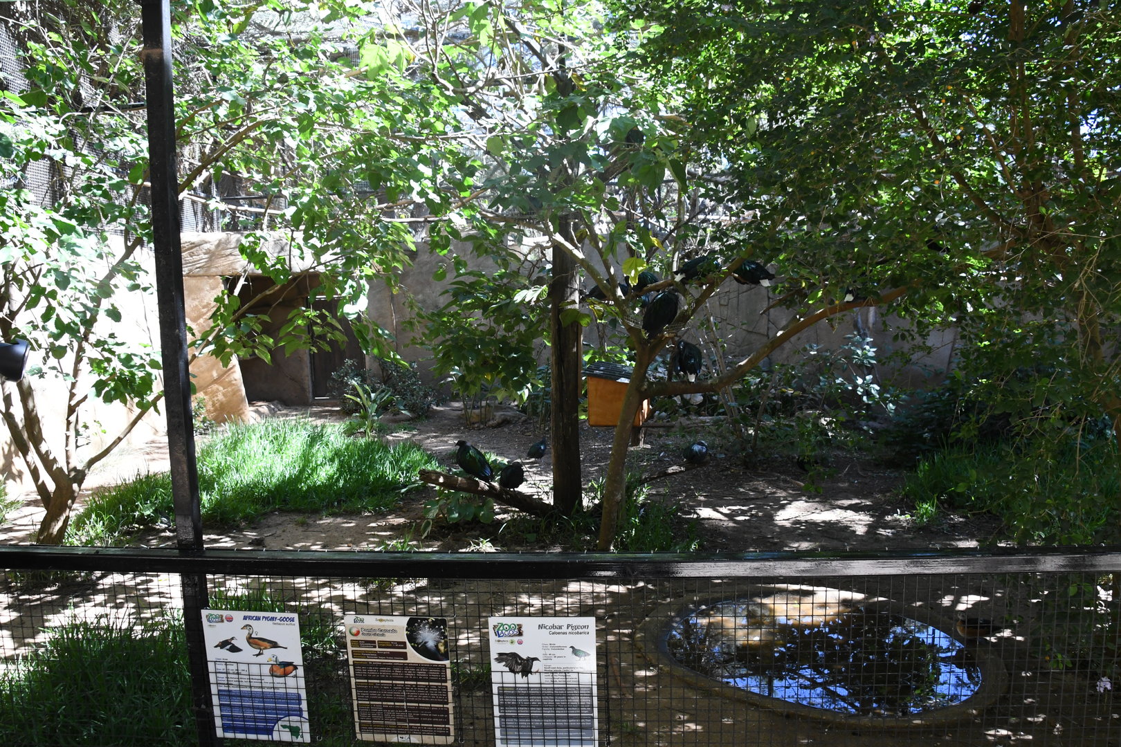 Aviary (Nicobar Pigeons, Victoria Crowned Pigeon, African Pygmy Goose)
