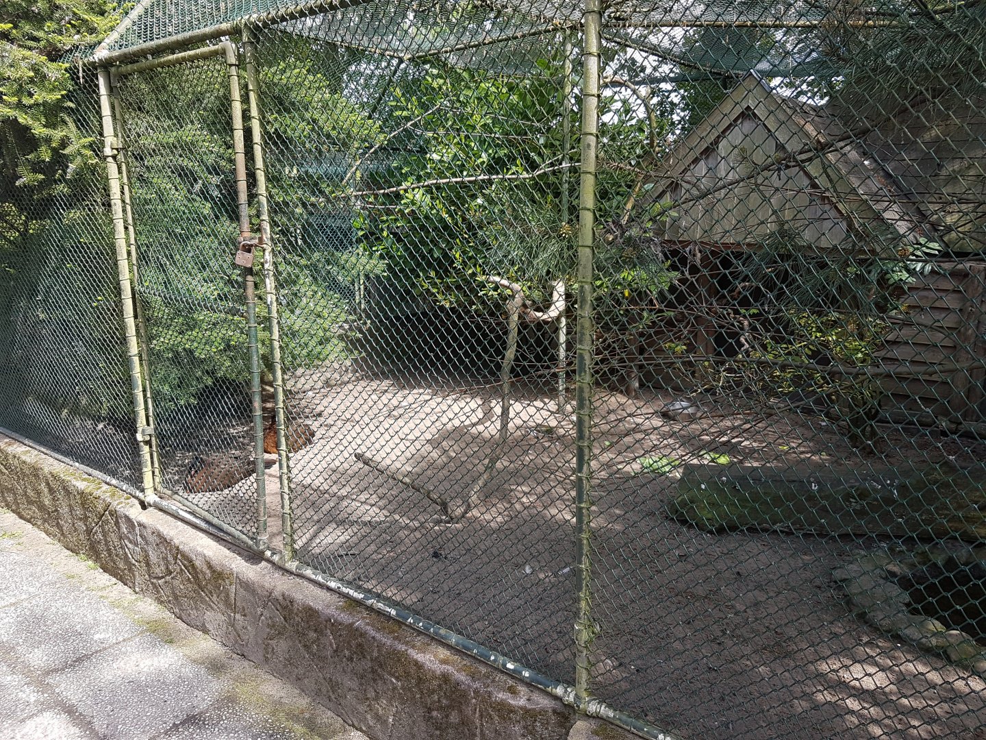 Aviary Nocturnal curassow