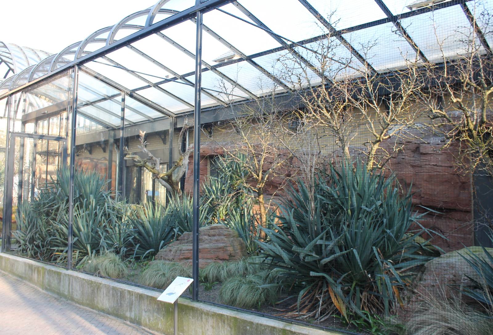 Aviary Northern bald ibis and Von der Deckens hornbill