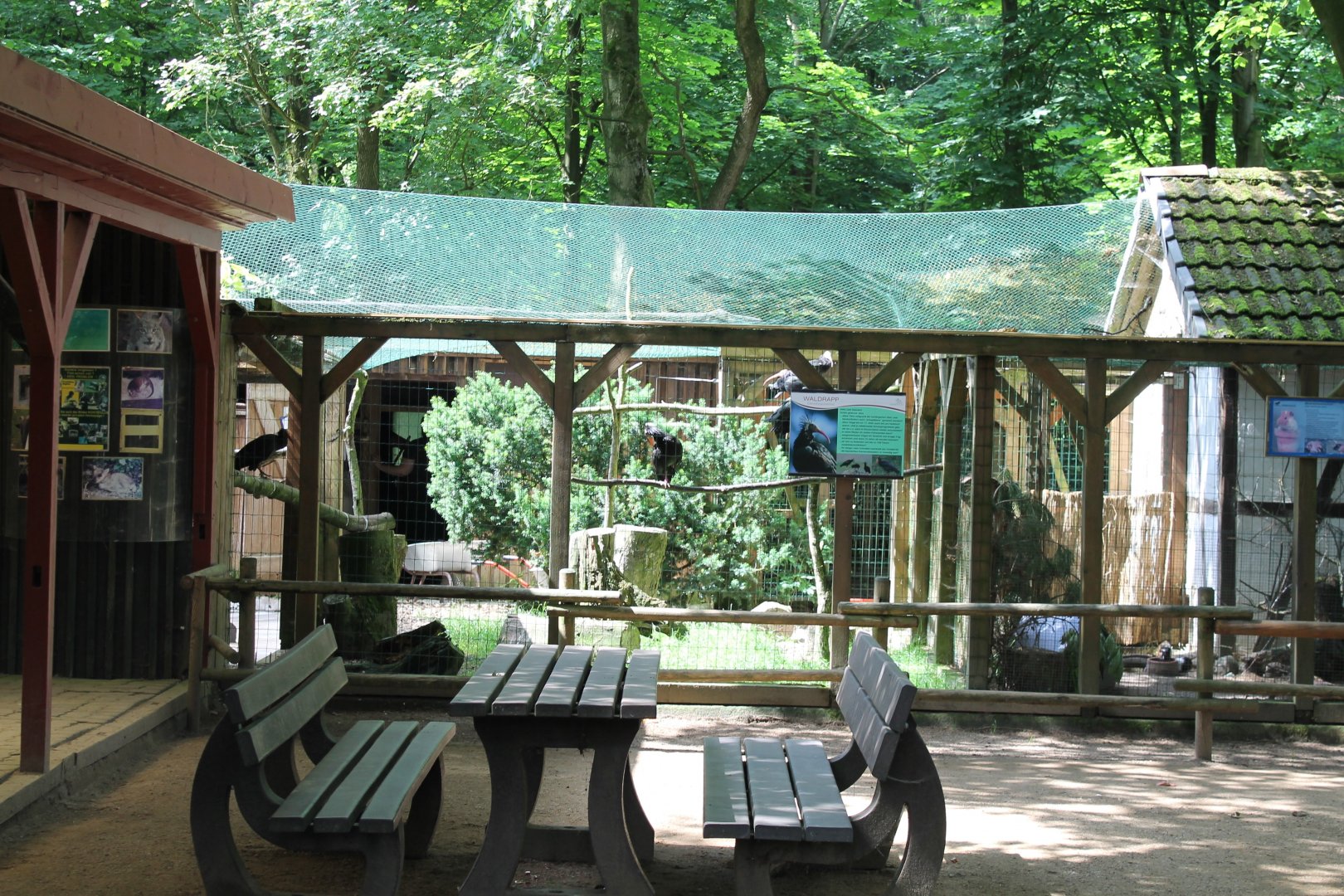 Aviary Northern bald ibis