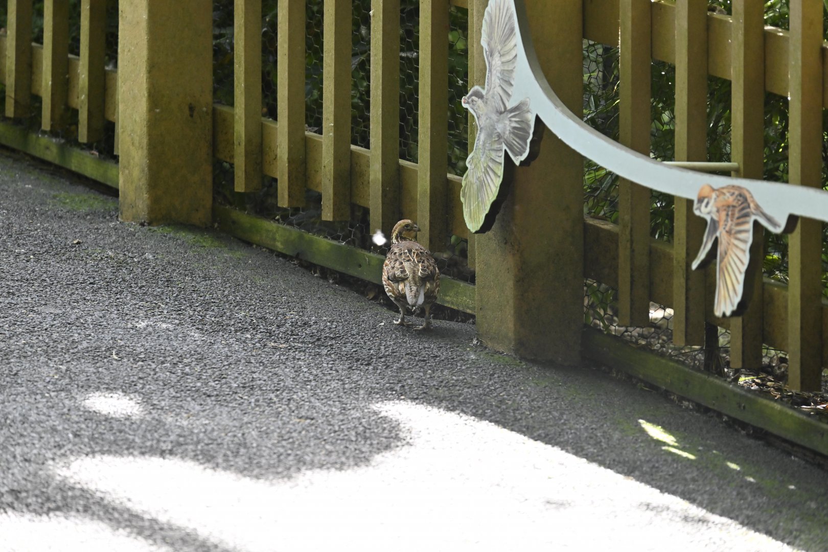 Aviary - Northern Bobwhite (Colinus virginianus)