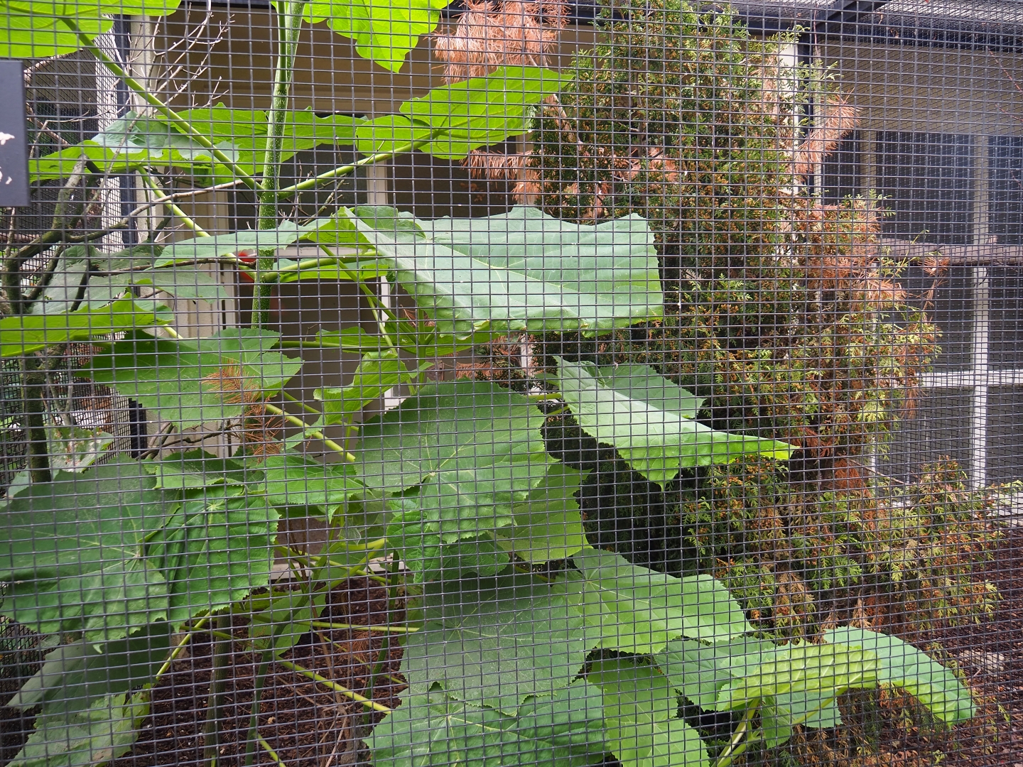 Aviary Northern cardinal (Cardinalis cardinalis)