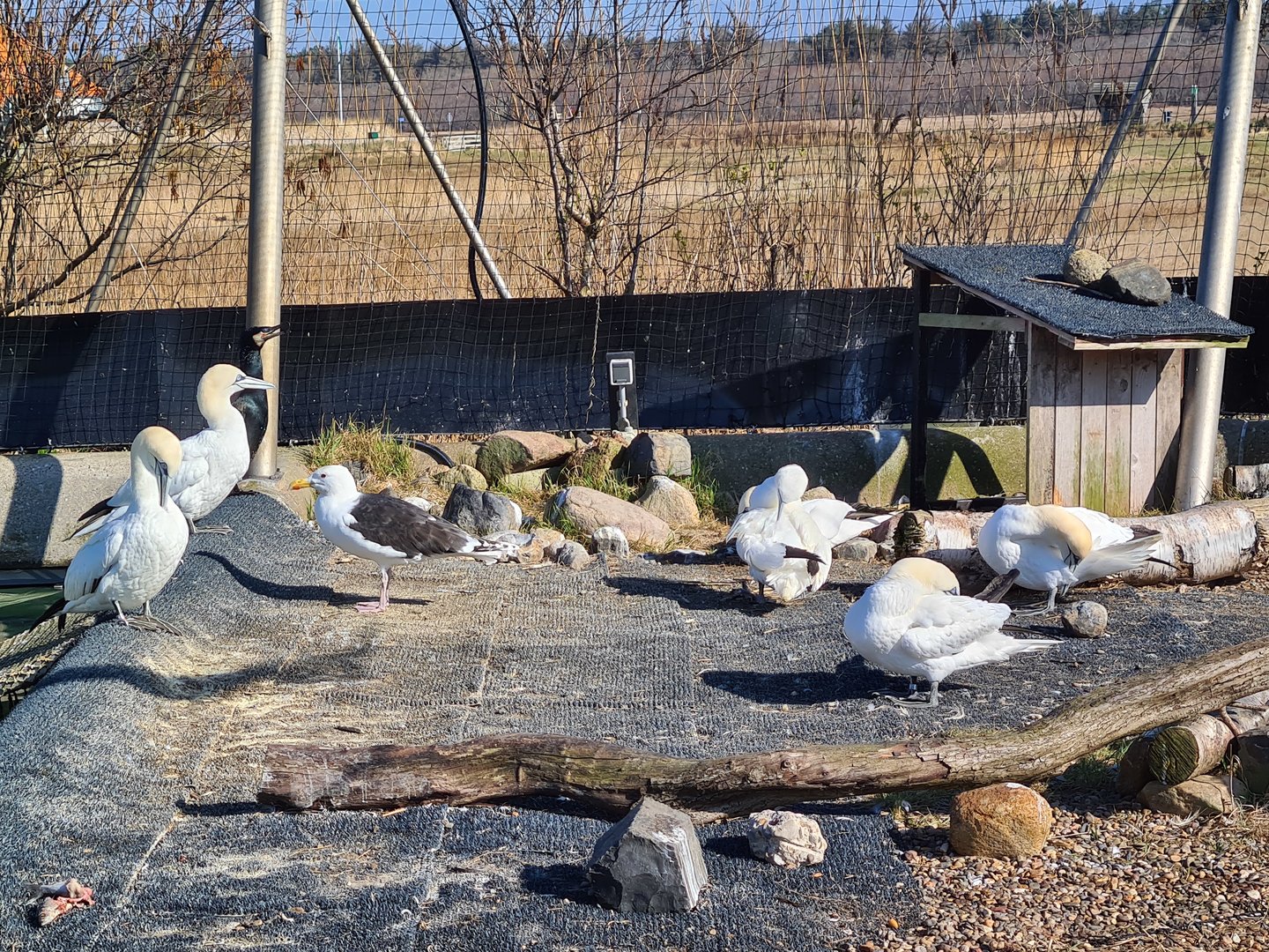 Aviary - Northern gannet, Black-backed gull, Eurasian cormorant