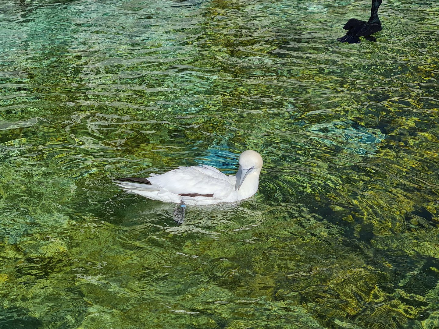 Aviary - Northern gannet
