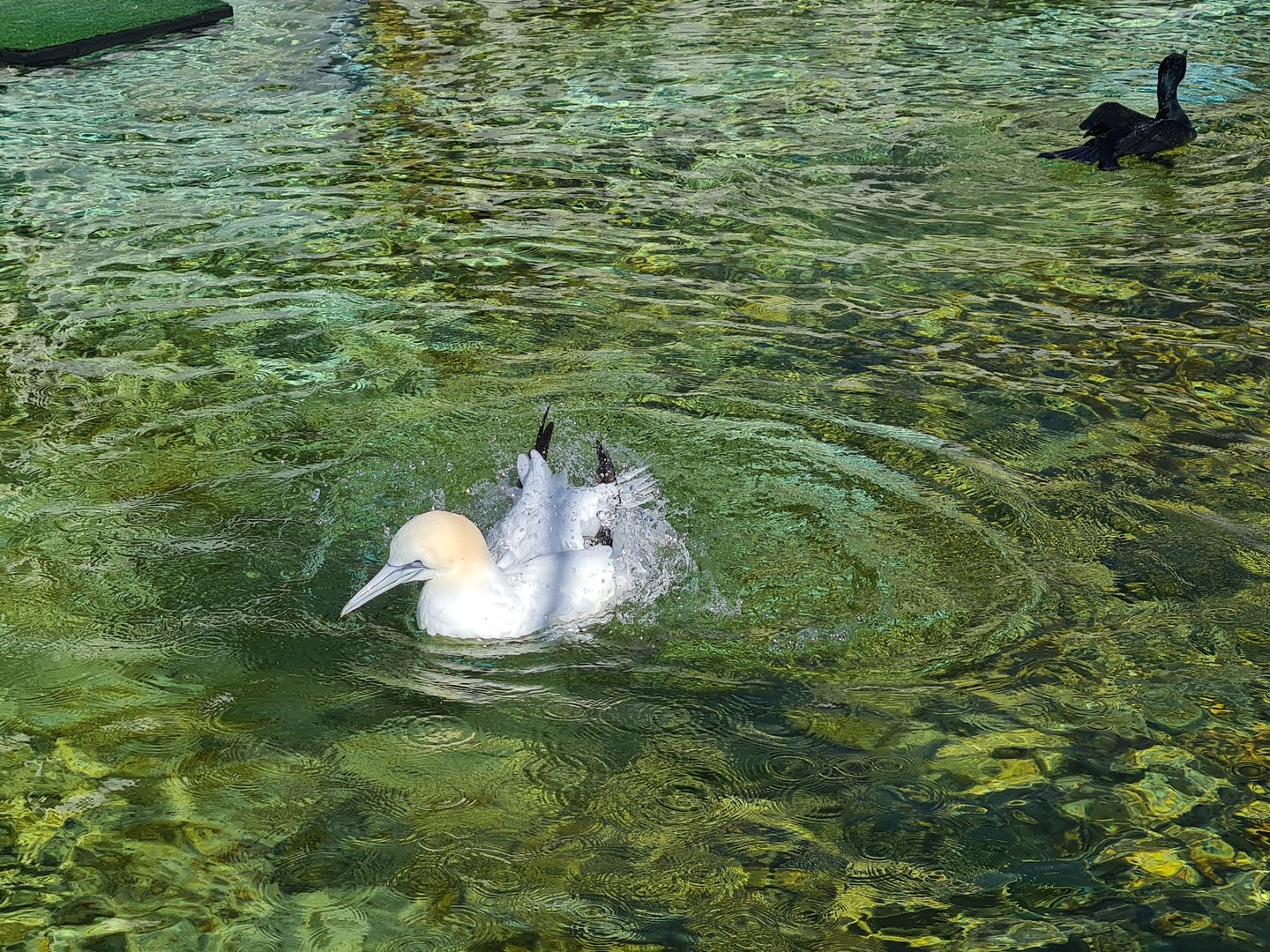 Aviary - Northern gannet