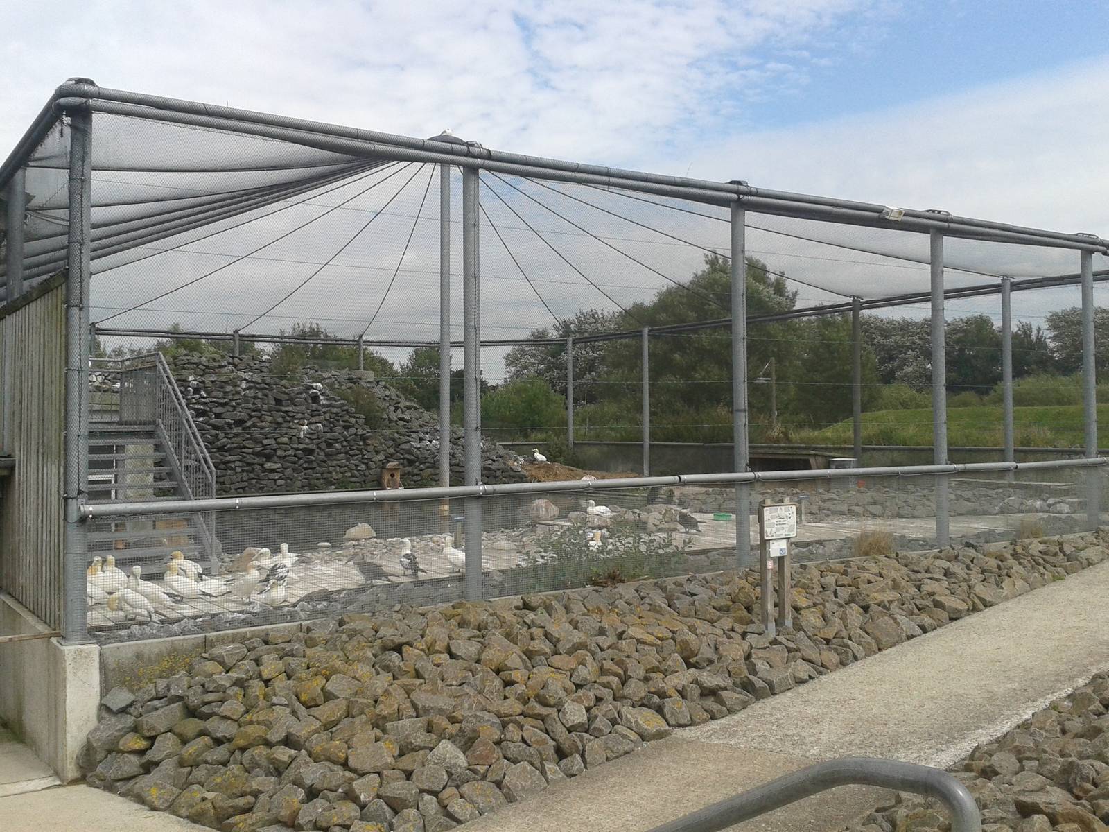 Aviary Northern gannets, commorants and ducks