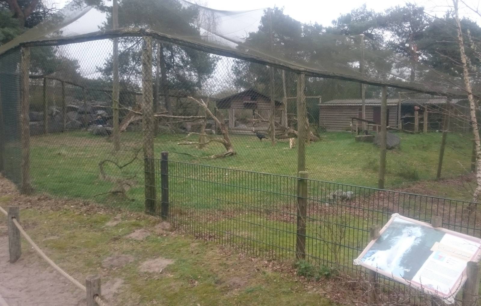 Aviary Northern ground hornbill and Griffon vulture