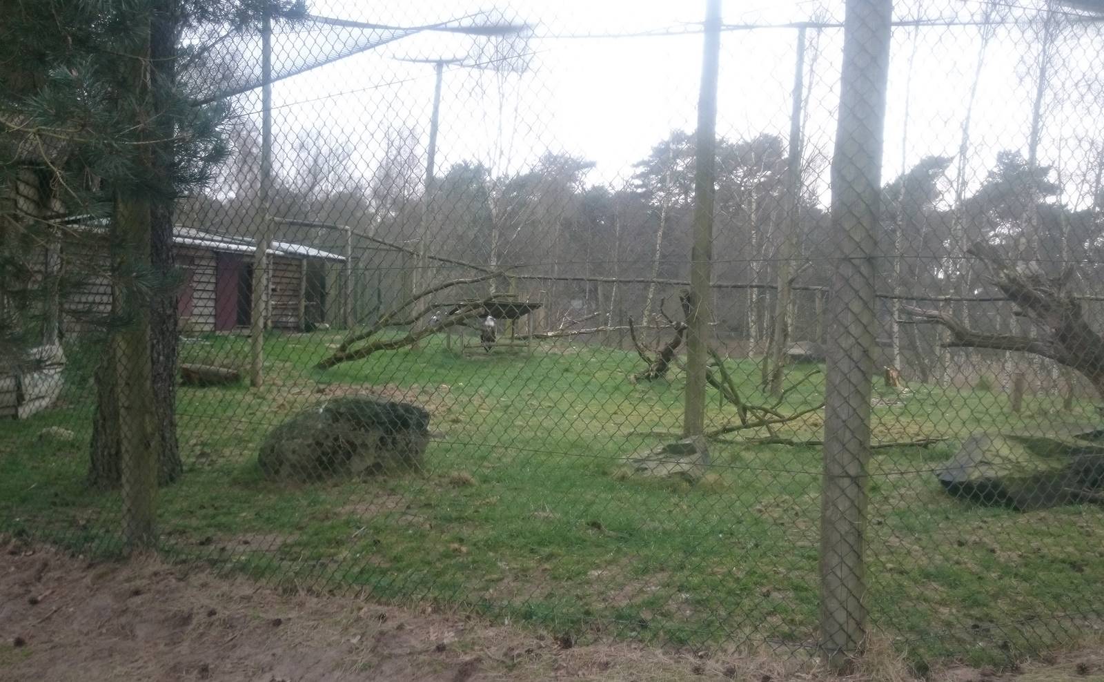 Aviary Northern ground hornbill and Griffon vulture