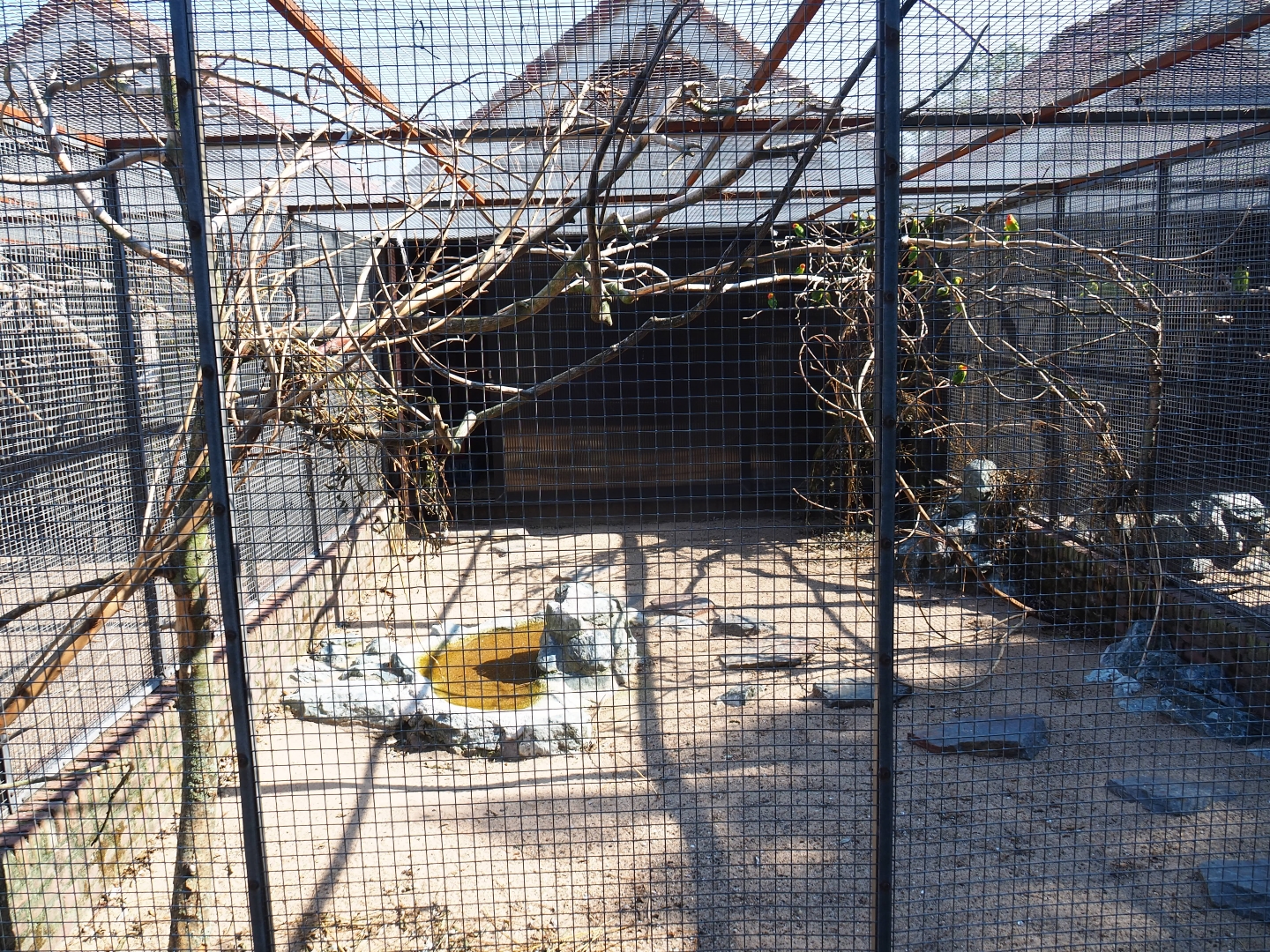 Aviary Nyasa lovebird (Sep 2nd, 2018)