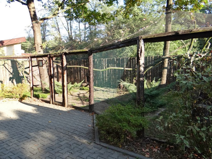 Aviary of Acryllium vulturinum