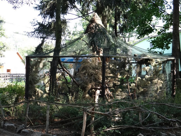 Aviary of Callosciurus prevostii