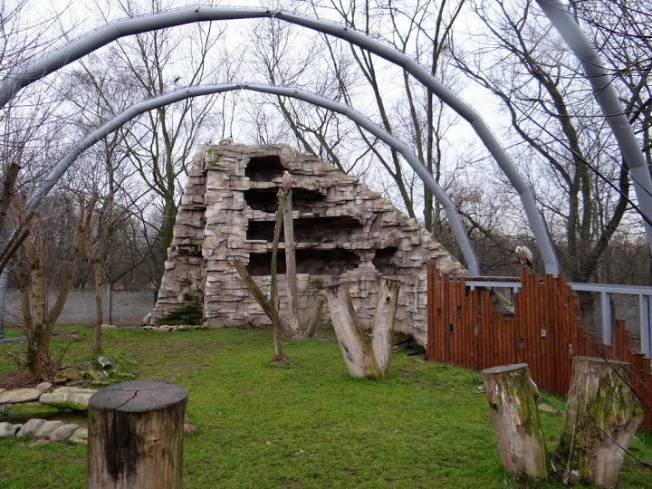 Aviary of Gyps fulvus