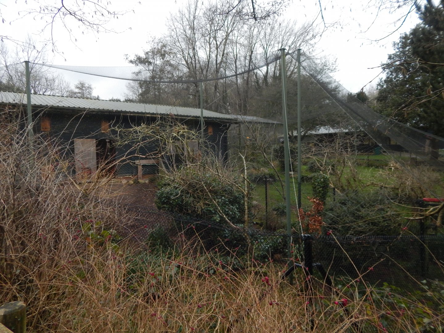 Aviary opposite Bongos 050224