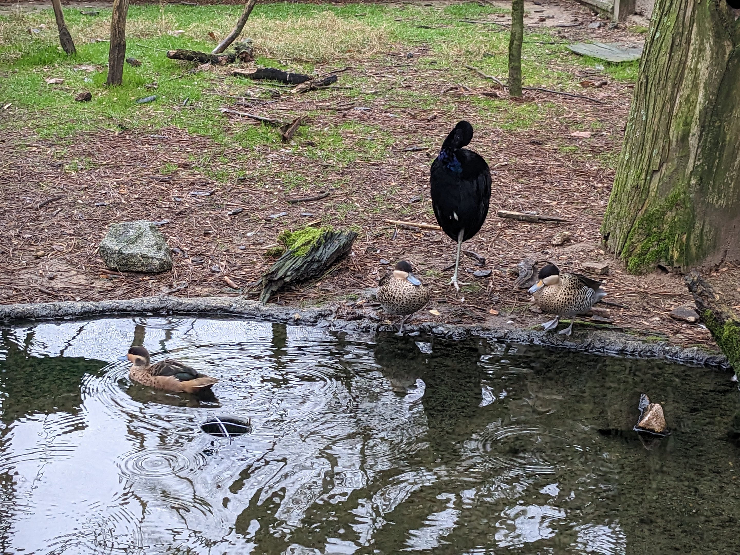 Aviary (outside wings of the tropics)