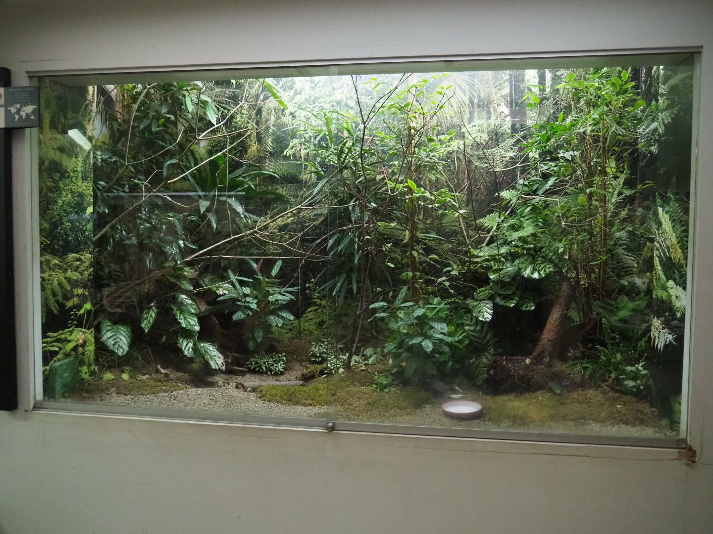 Aviary Painted bunting (Paserina ciris)