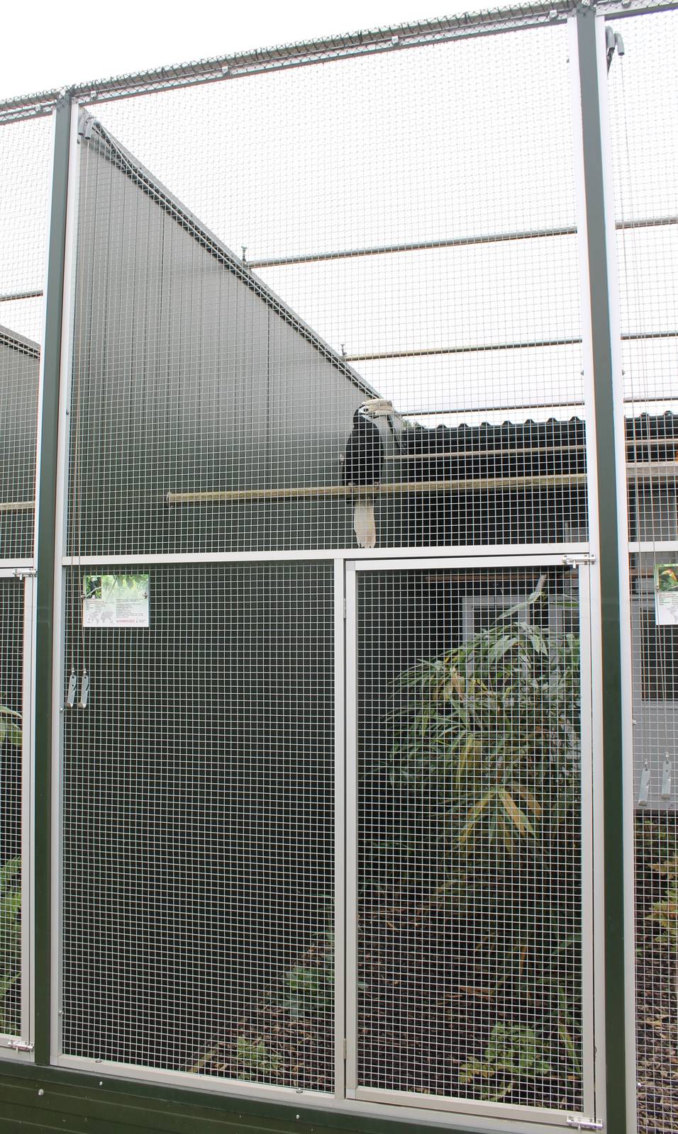 Aviary Palawan hornbill