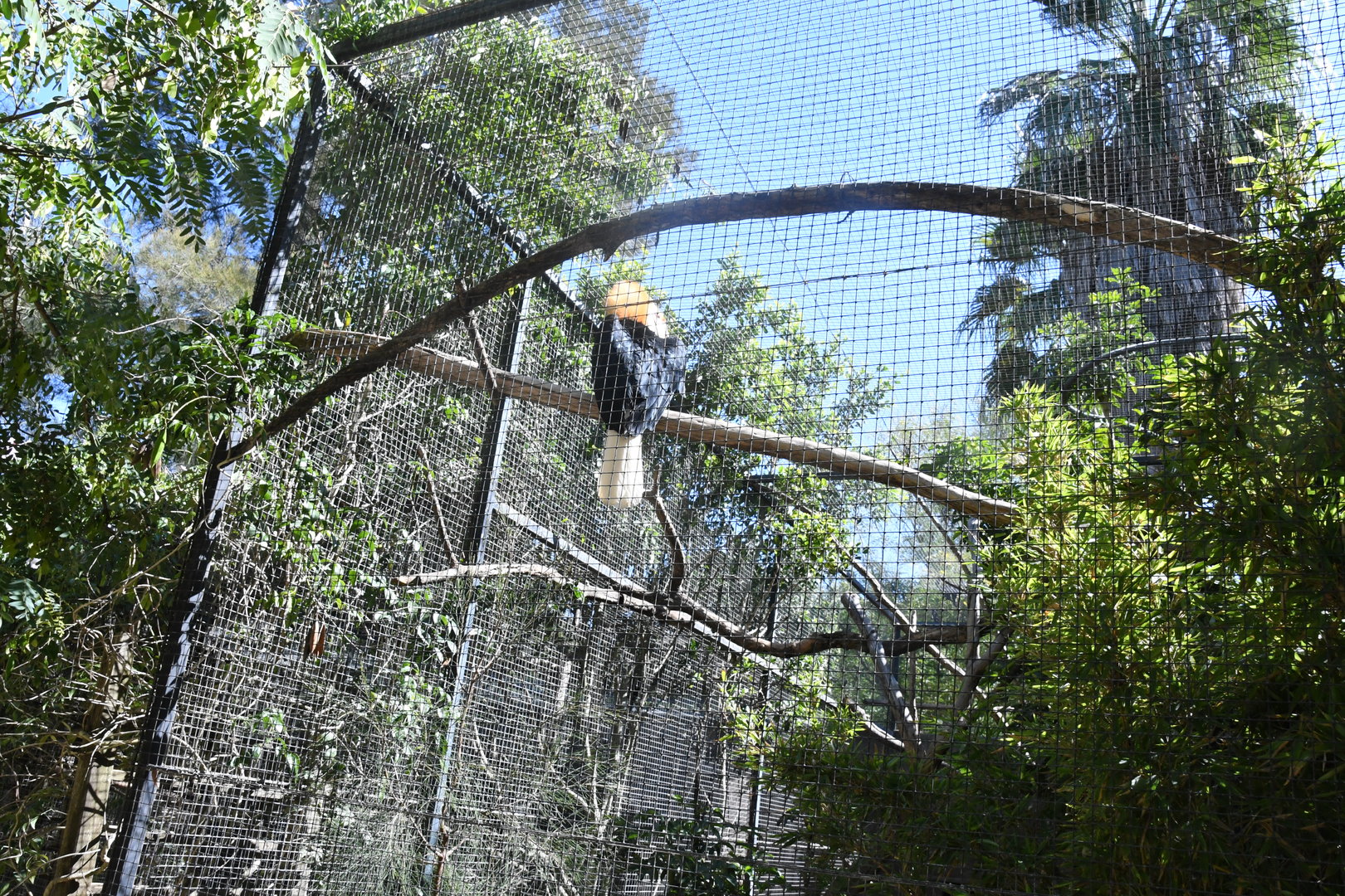 Aviary (Papuan Horbill)