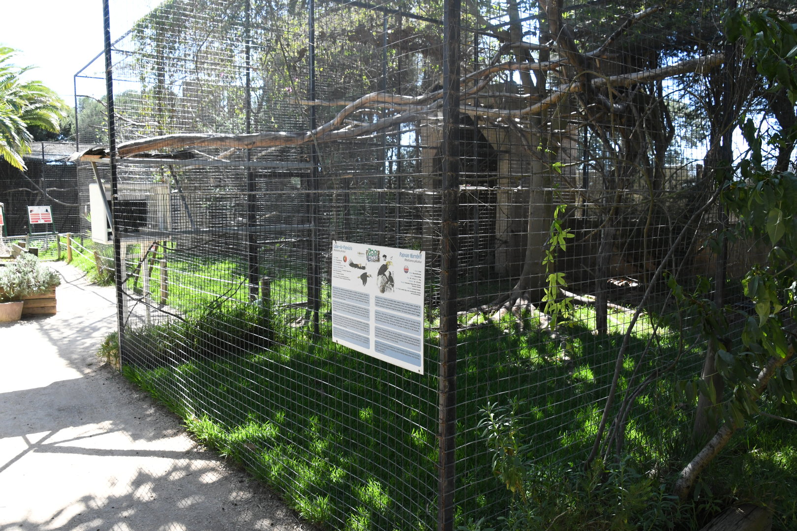 Aviary (Papuan Hornbill)