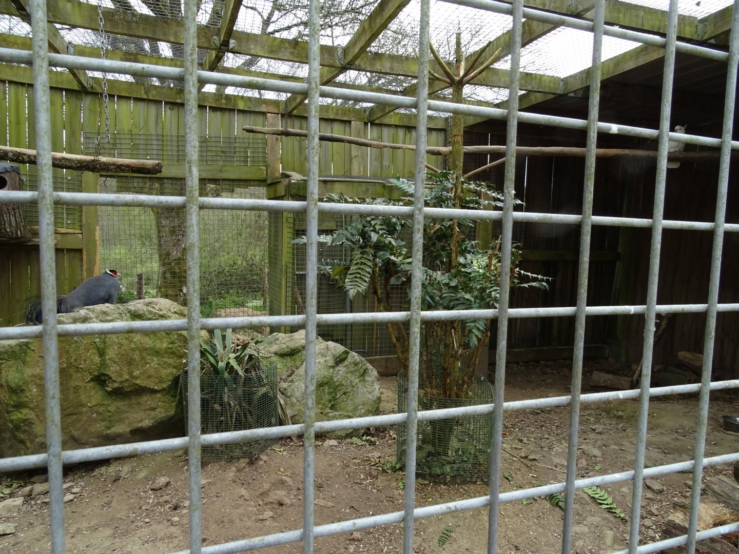 Aviary - Parc animalier d'Ecouves