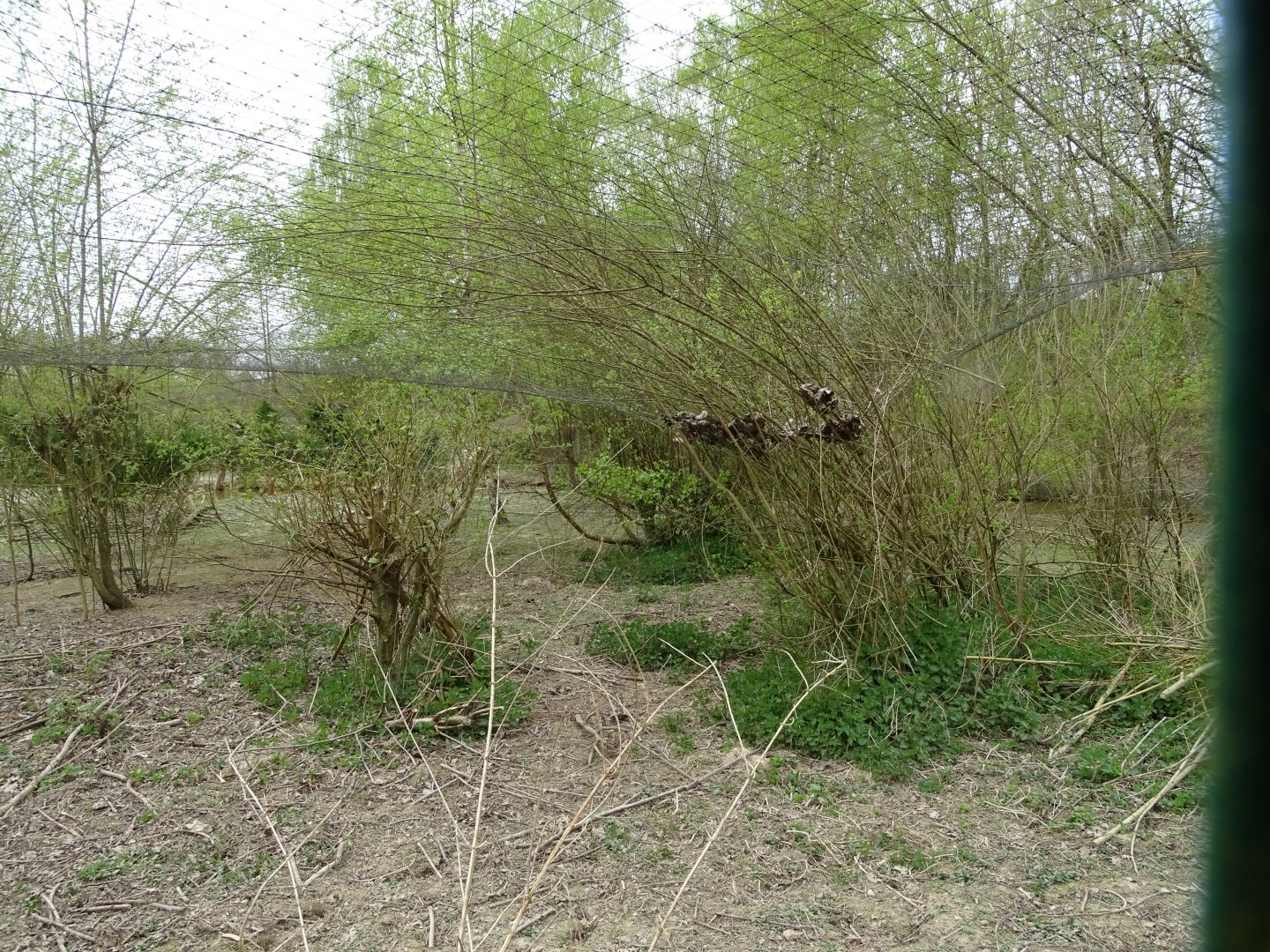 Aviary - Parc animalier d'Ecouves