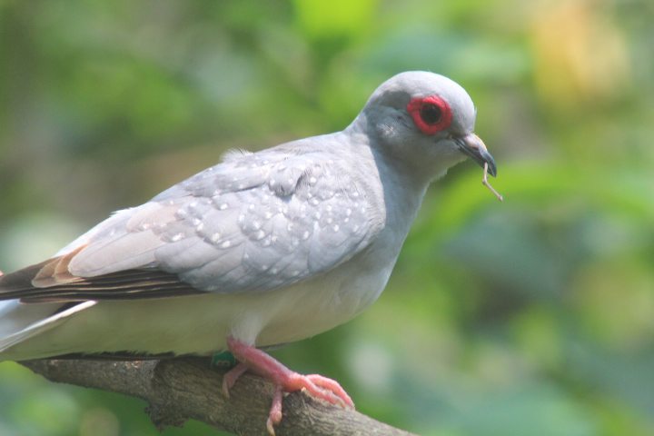 Aviary Park - Diamond dove (Geopelia cuneata)