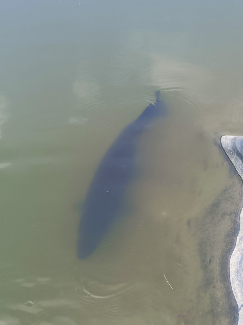 Aviary Park Indonesia - Alligator Gar