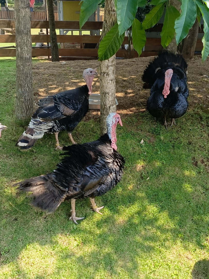 Aviary Park Indonesia - Domestic Turkeys