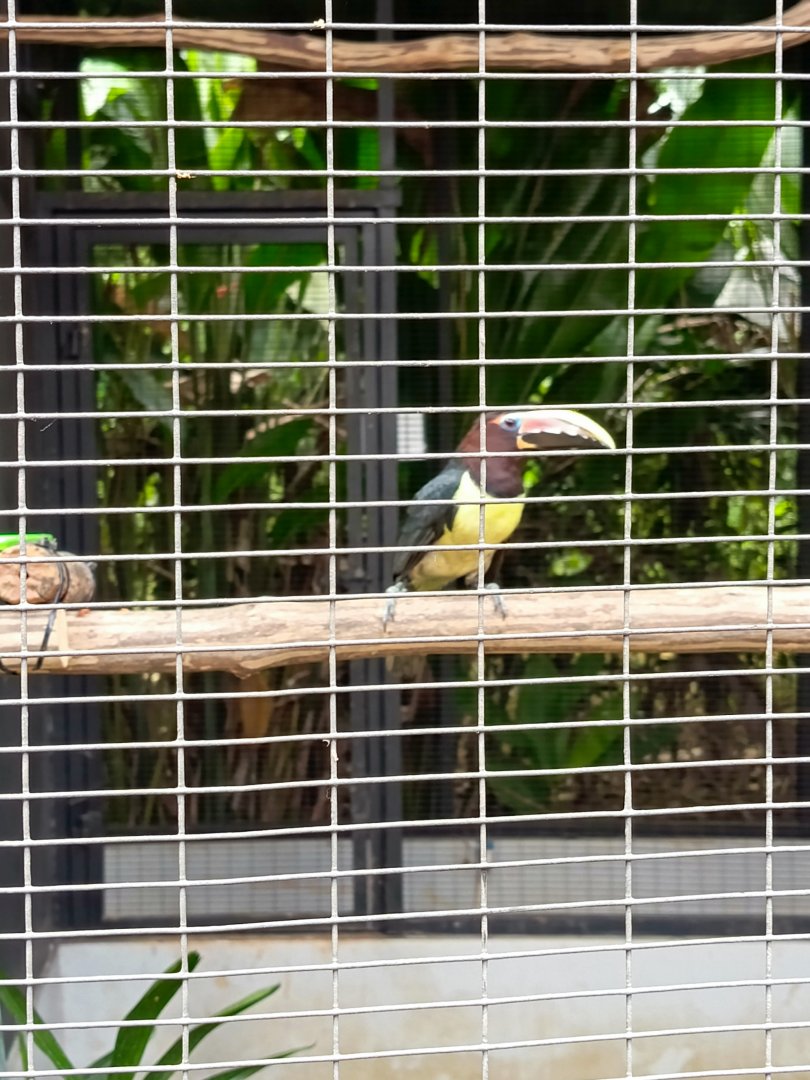 Aviary Park Indonesia - Green Aracari