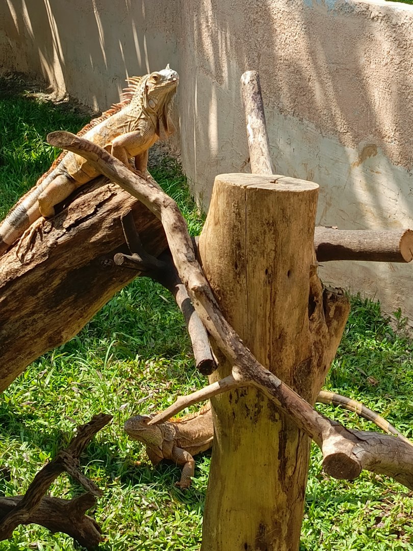 Aviary Park Indonesia - Green Iguana exhibit