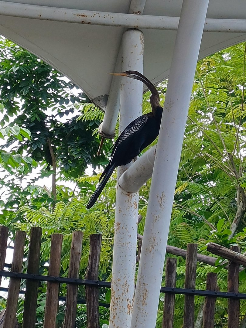 Aviary Park Indonesia - Oriental Darter
