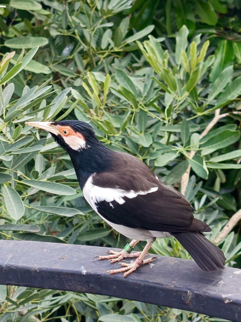 Aviary Park Indonesia - Pied Myna