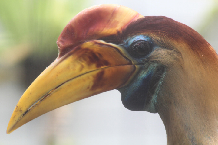 Aviary Park - Knobbed hornbill (Rhyticeros cassidix)