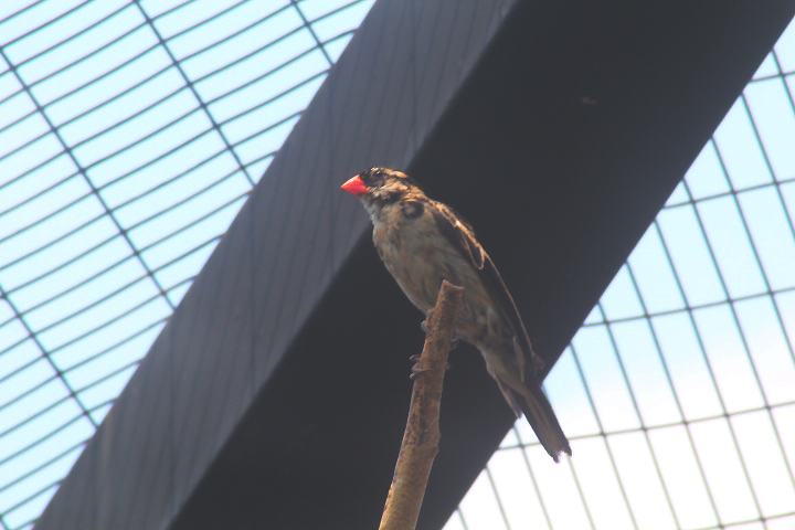 Aviary Park - Pin-tailed whydah (Vidua macroura)