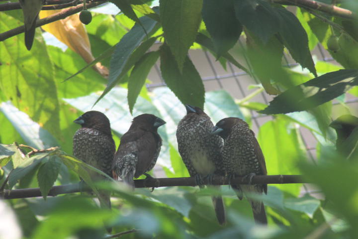 Aviary Park - Scaly-breasted munia (Lonchura punctulata nisoria)