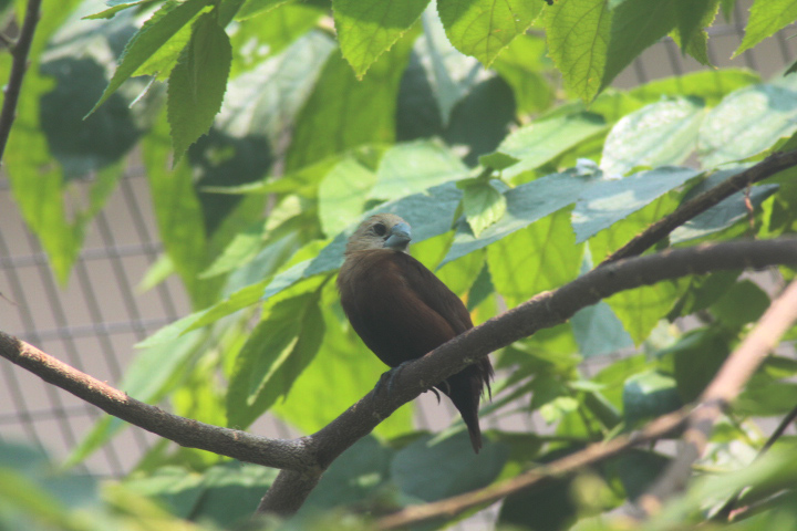 Aviary Park - White-headed munia (Lonchura maja)